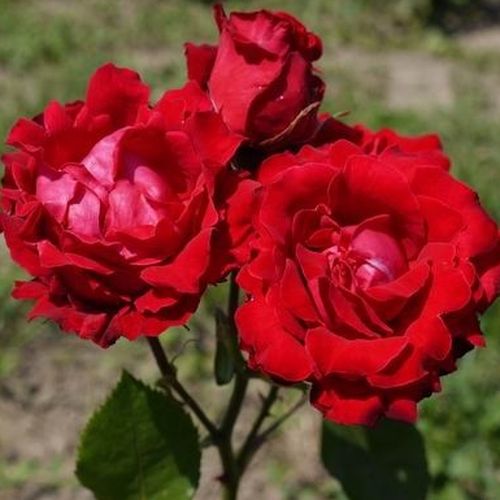 Rojo escarlata - Árbol de Rosas Floribunda - rosal de pie alto- forma de corona tupida